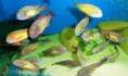 /album/tropheus-kasanga-red-rainbow/foto-ryby-10-023-jpg/